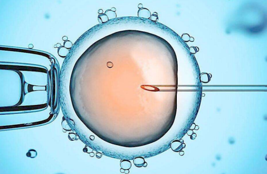 卵裂期胚胎与囊胚移植的区别 卵裂期胚胎和囊胚有什么不同