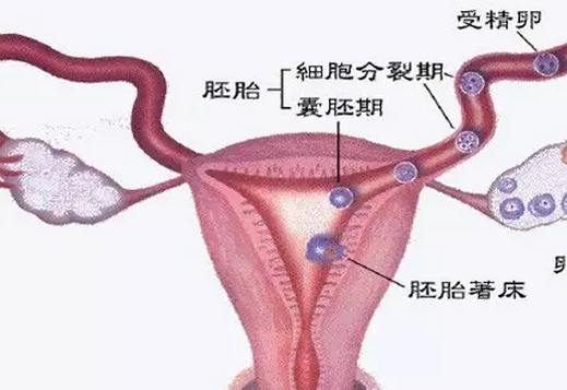 输卵管不通怎么办 输卵管不通如何助孕