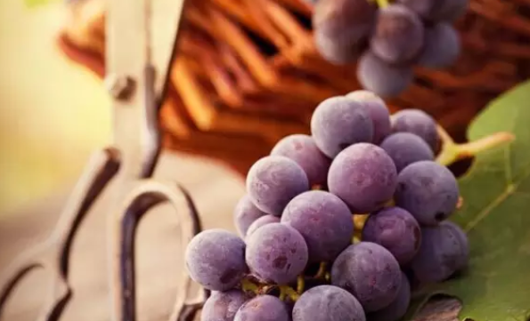 哺乳期能吃葡萄吗 哺乳期吃葡萄注意什么