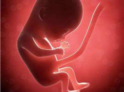 胎儿性别是什么时候开始决定的 胎儿性别是由谁决定的