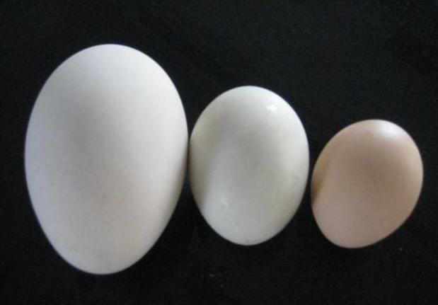 孕期吃鹅蛋可以去胎毒吗 孕妇吃鹅蛋的好处有哪些